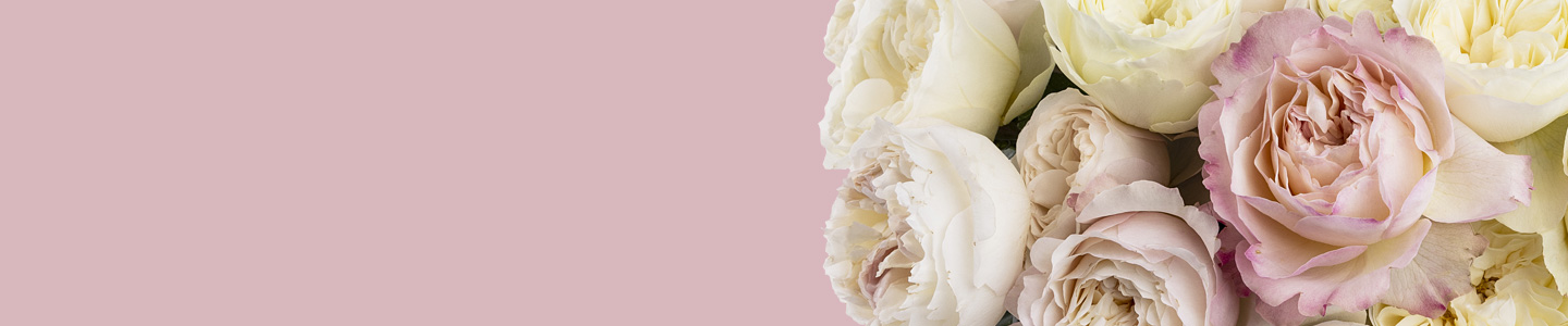 David Austin rozen David Austin rozen