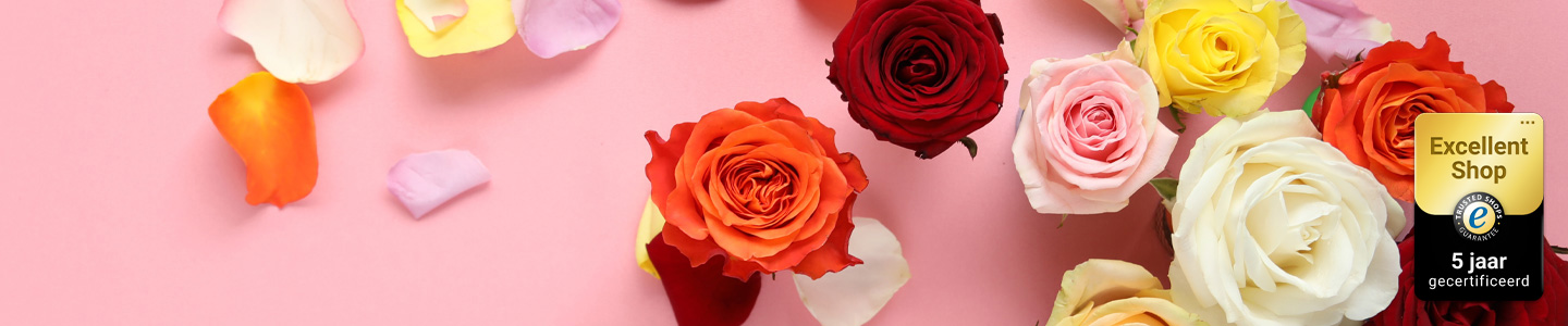 Gemengde Rozen Gemengde Rozen