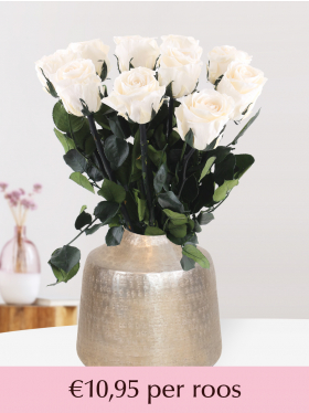 Crèmekleurige long life rozen