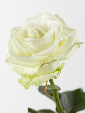 Enkele witte roos toevoegen