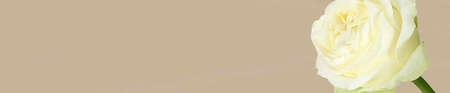 Rozensoort: Lady Lindsay Rozensoort: Lady Lindsay