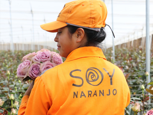 Naranjo Roses Naranjo Roses