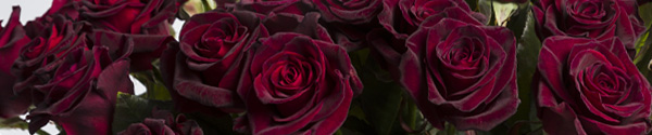 Dieprode rozen Dieprode rozen