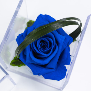 Blauwe lang houdbare roos