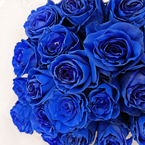 Blauwe rozen bestellen