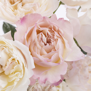 Premium rozen