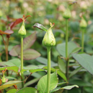 Rozen duurzaam kweken Rozen duurzaam kweken