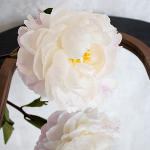 Gardenia pioenroos