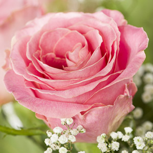 Hermosa roos Hermosa roos