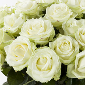 Kies je aantal rozen