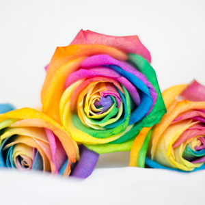 Regenboog rozen bestellen Regenboog rozen kopen