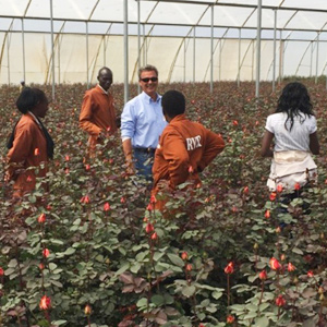 Rift Valley Roses Rift Valley Roses