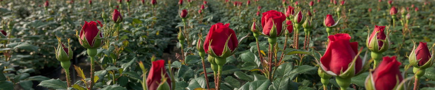 Rift Valley Roses kweker