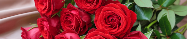 Rode rozen kopen