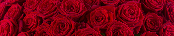 Rode rozen - Red Naomi Rode rozen - Red Naomi