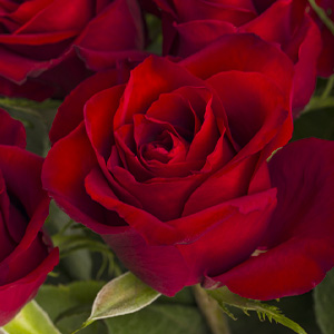 Rode rozen - EverRed Rode rozen - EverRed