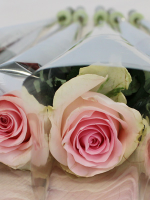 Roze rozen per stuk verpakt