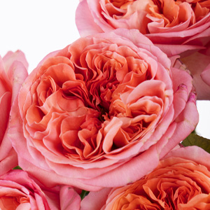 Pink X-Pression roos