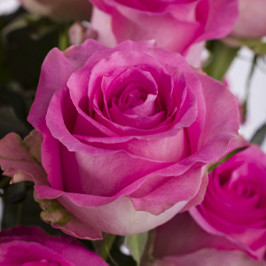 Roze rozen - Revival Roze rozen - Revival