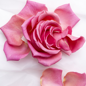 Rozenblaadjes strooien