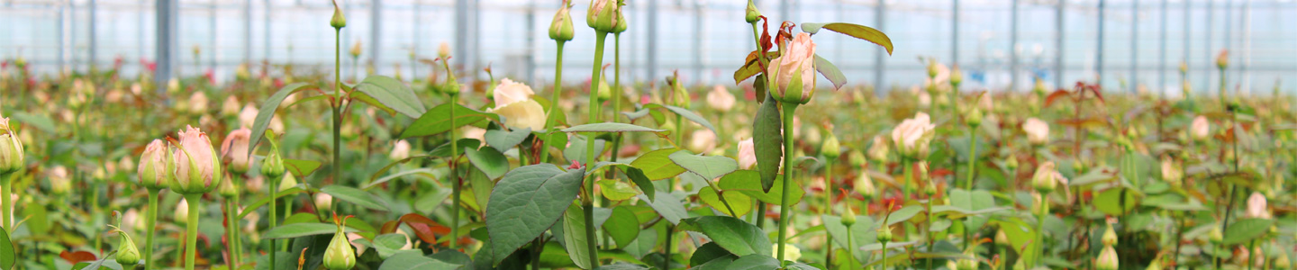 Rozen bij Berg Roses