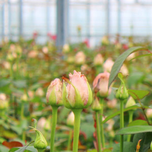 Duurzaamheid Berg Roses