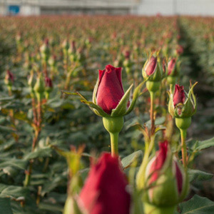 Duurzaamheid Meewisse Roses Duurzaamheid Meewisse Roses