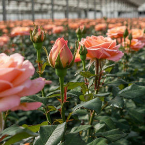 Naranjo Roses kweker