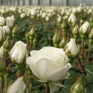 Ol Njorowa duurzaamheid