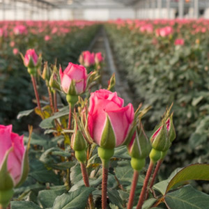 Timaflor duurzaamheid