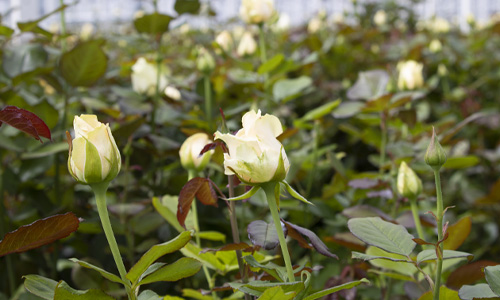 Rozen van de kweker Blog: verse rozen