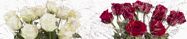 Rozen voor Kerst bestellen Rozen voor Kerst kopen