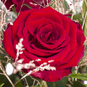 Rozen voor Kerst