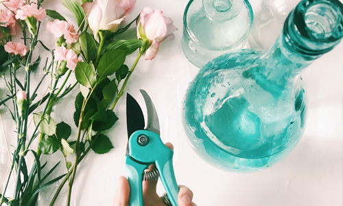 Verzorg je rozen Rozenverzorging