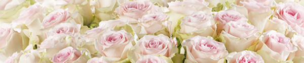 100 roze rozen bestellen