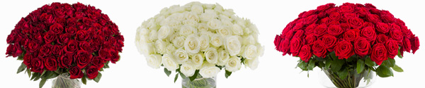 100 rozen kopen 100 rozen bestellen