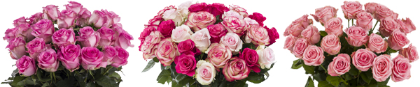 30 roze rozen 30 roze rozen
