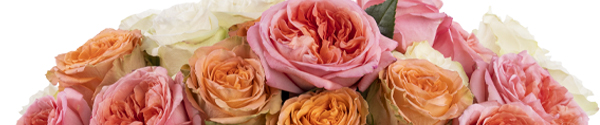30 Ecuador rozen 30 Ecuador rozen