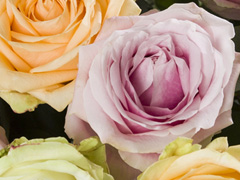 Avalanche Sweet rozen 