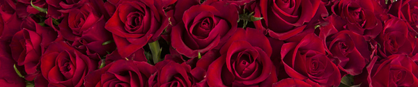 Rode rozen - EverRed Rode rozen - EverRed