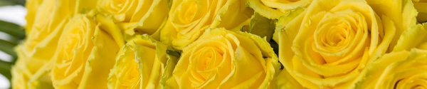 Gele rozen Gele rozen