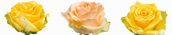 Gele rozensoorten Gele rozensoorten