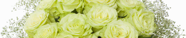 Boeket groene rozen Boeket groene rozen