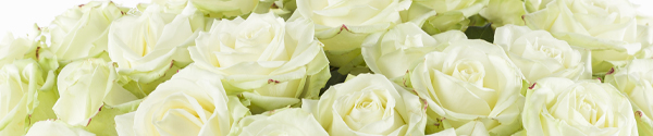 Witte rozen Avalanche Witte rozen - Avalanche