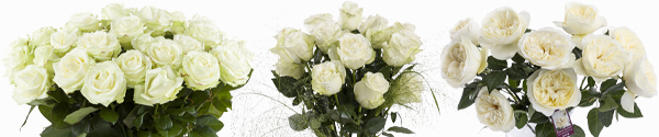 Witte rozen kopen Witte rozen bestellen
