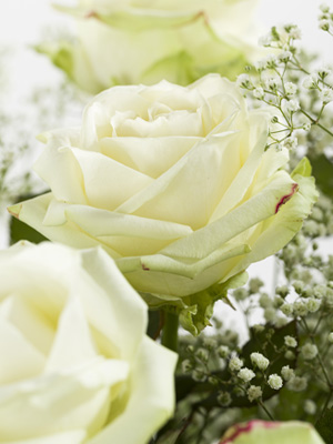 Witte rozen met gipskruid
