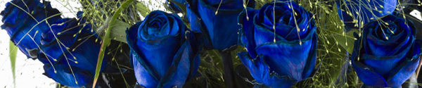 Blauwe rozen met panicum Blauwe rozen met panicum