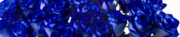Blauwe rozen bestellen Blauwe rozen bestellen