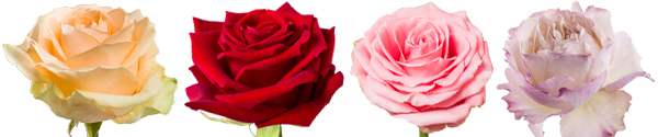 Grote rozen kopen Grote rozen kopen