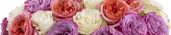 Grote bos rozen kopen Grote bos rozen kopen
